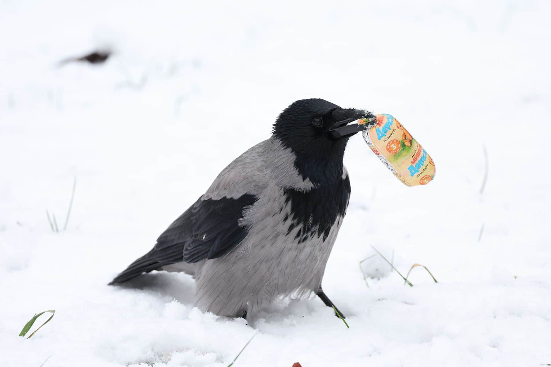 Ворона на снегу