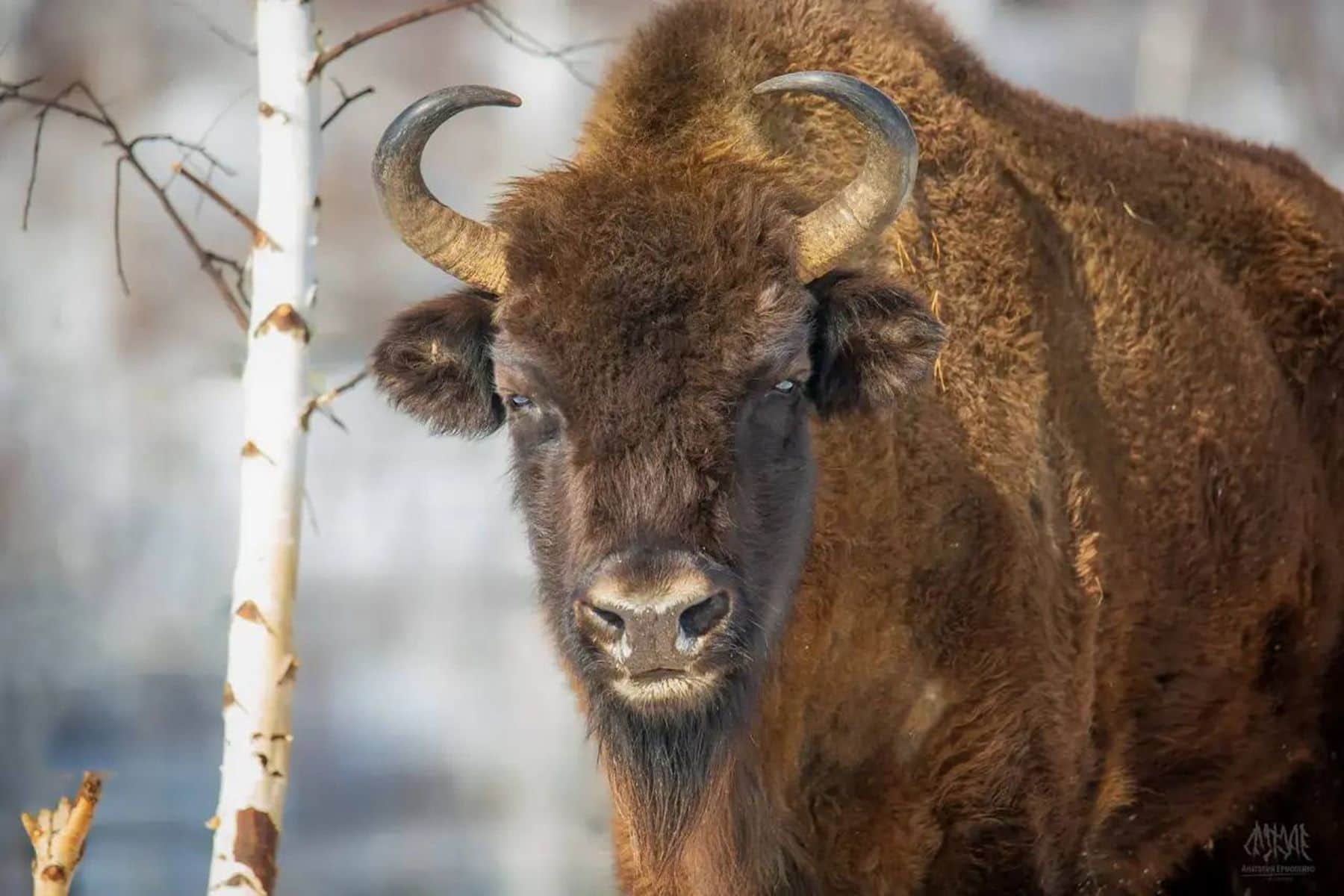 © Радий Хабиров, Telegram