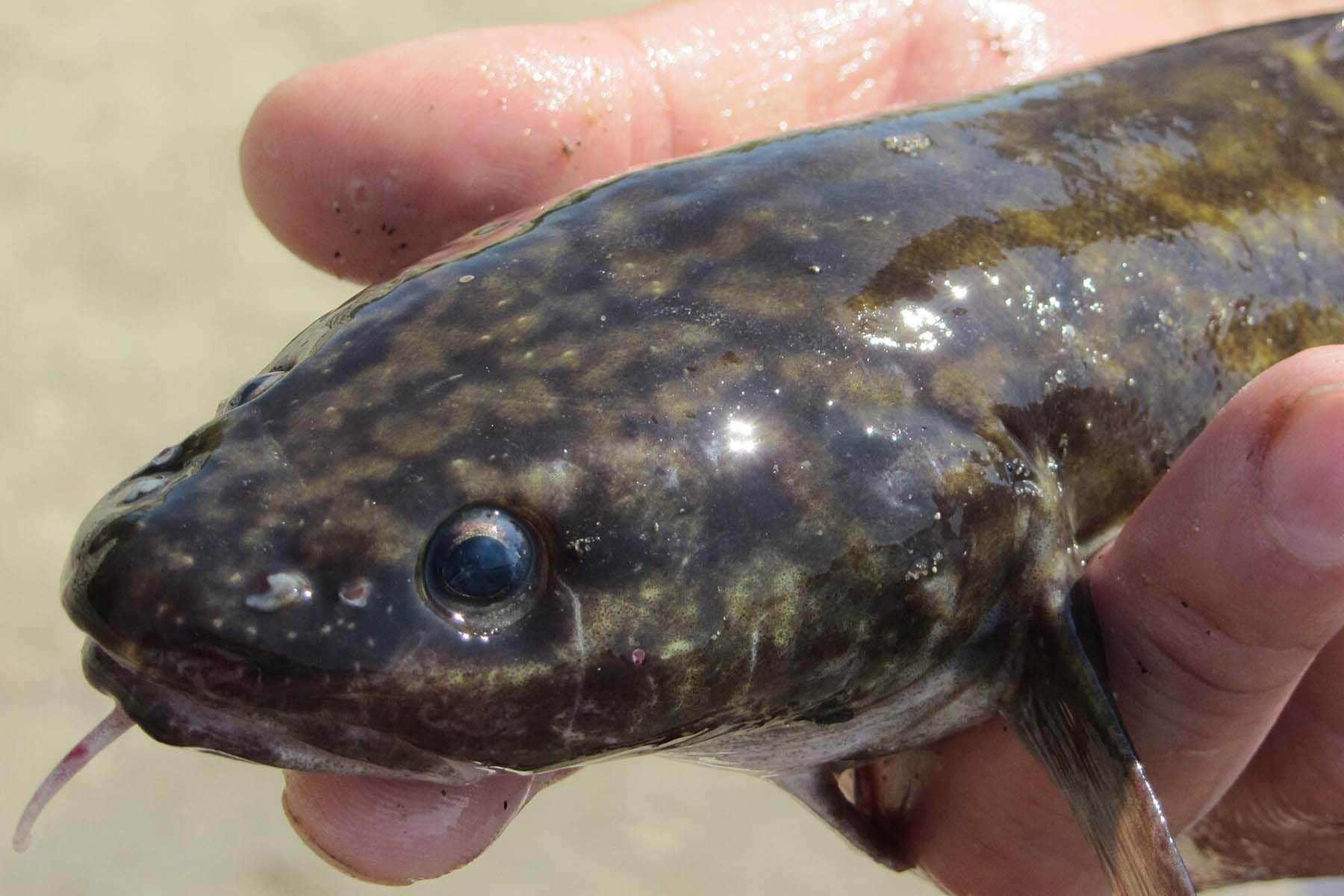 Фото: wikipedia.org