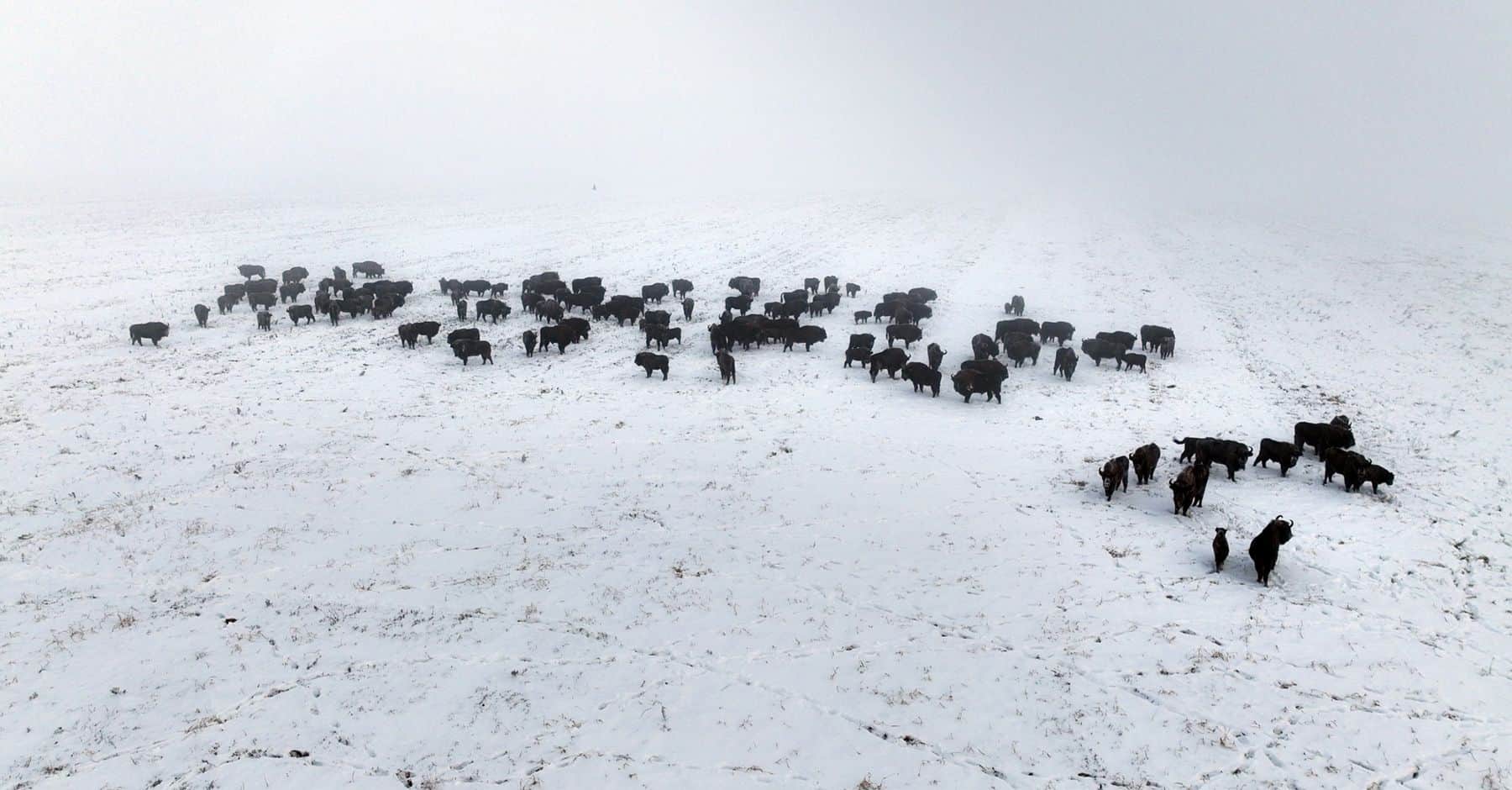 Зубры в Беловежской пуще