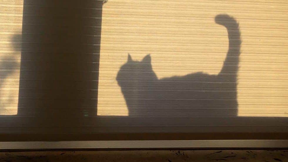 Кот Пальмерстон