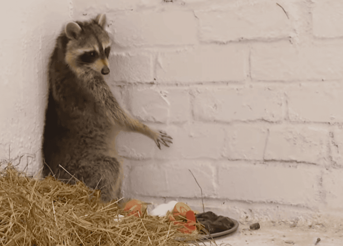 Енот Сеня в виварии Ошмянской райветстанции. Скриншот видео ОНТ