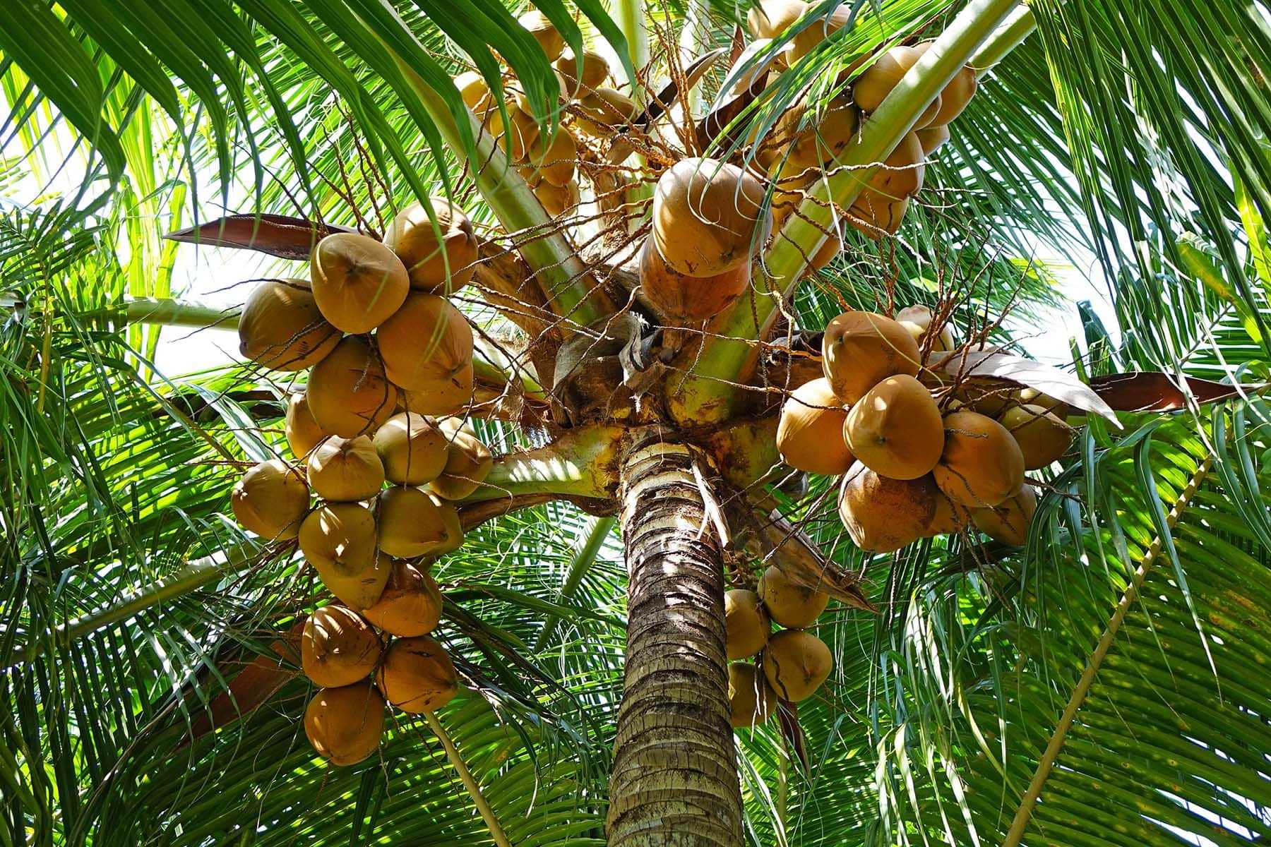 Кокосы на пальме