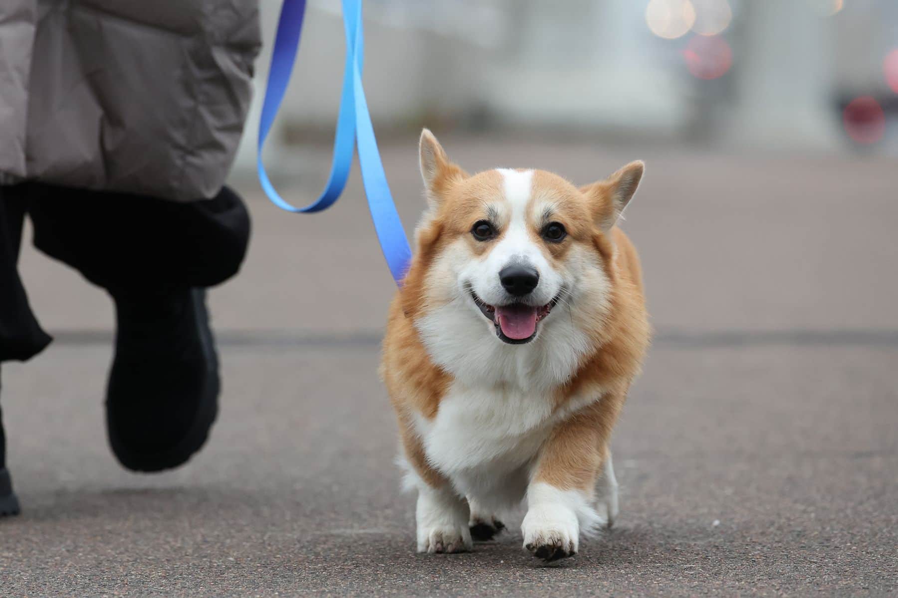 Собака породы корги