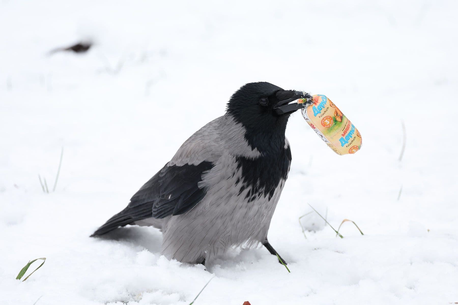 Ворона на снегу