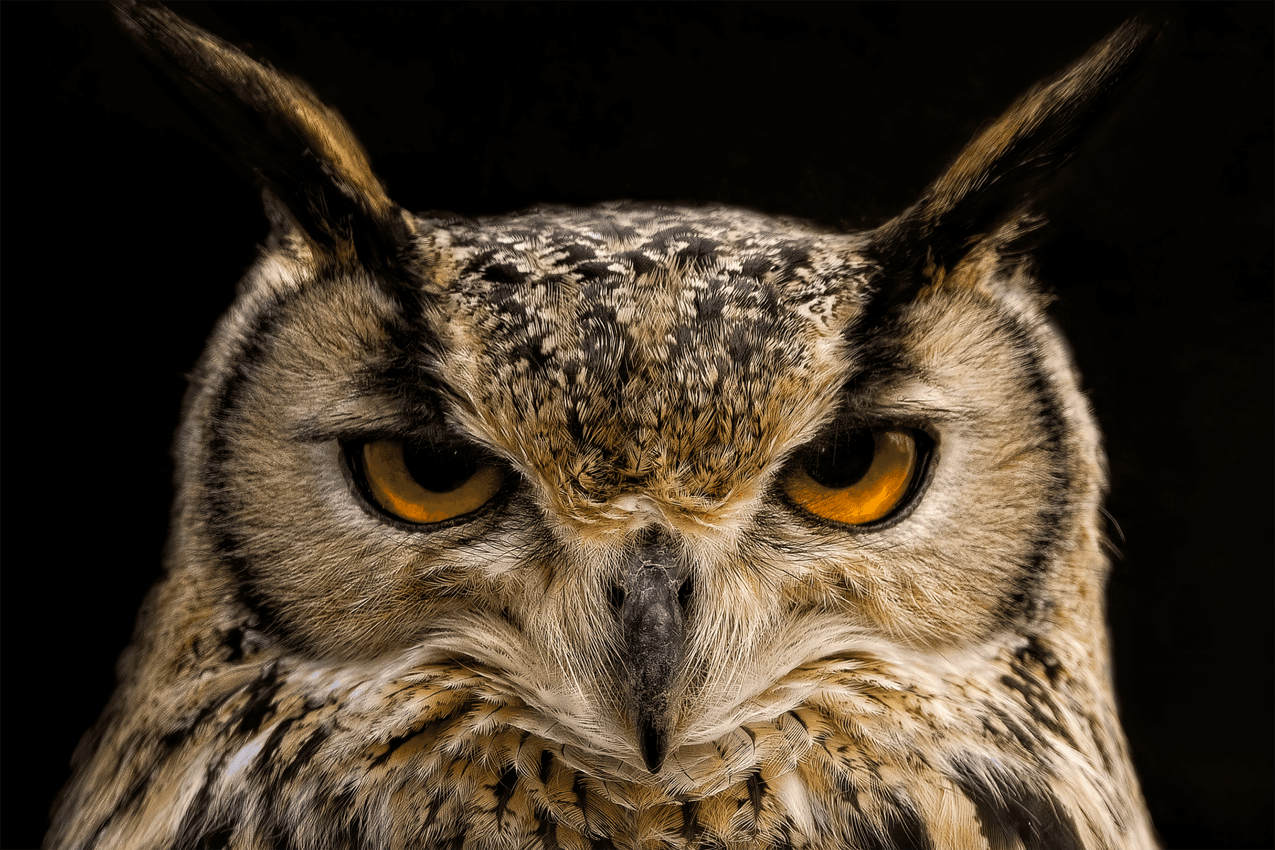 Ушастая сова