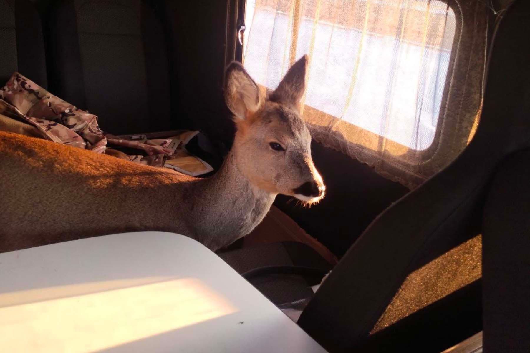 © Брестский лесной, Telegram