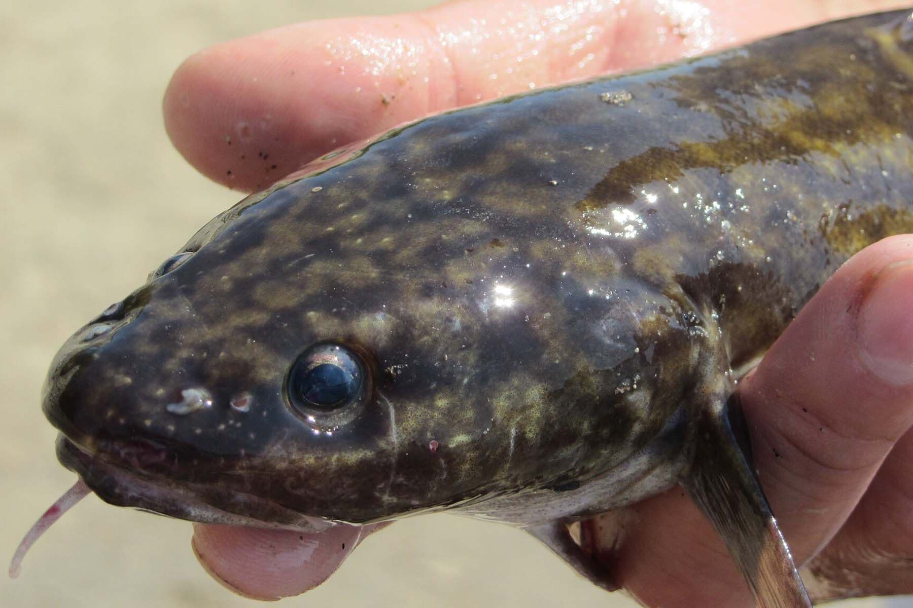 Фото: wikipedia.org