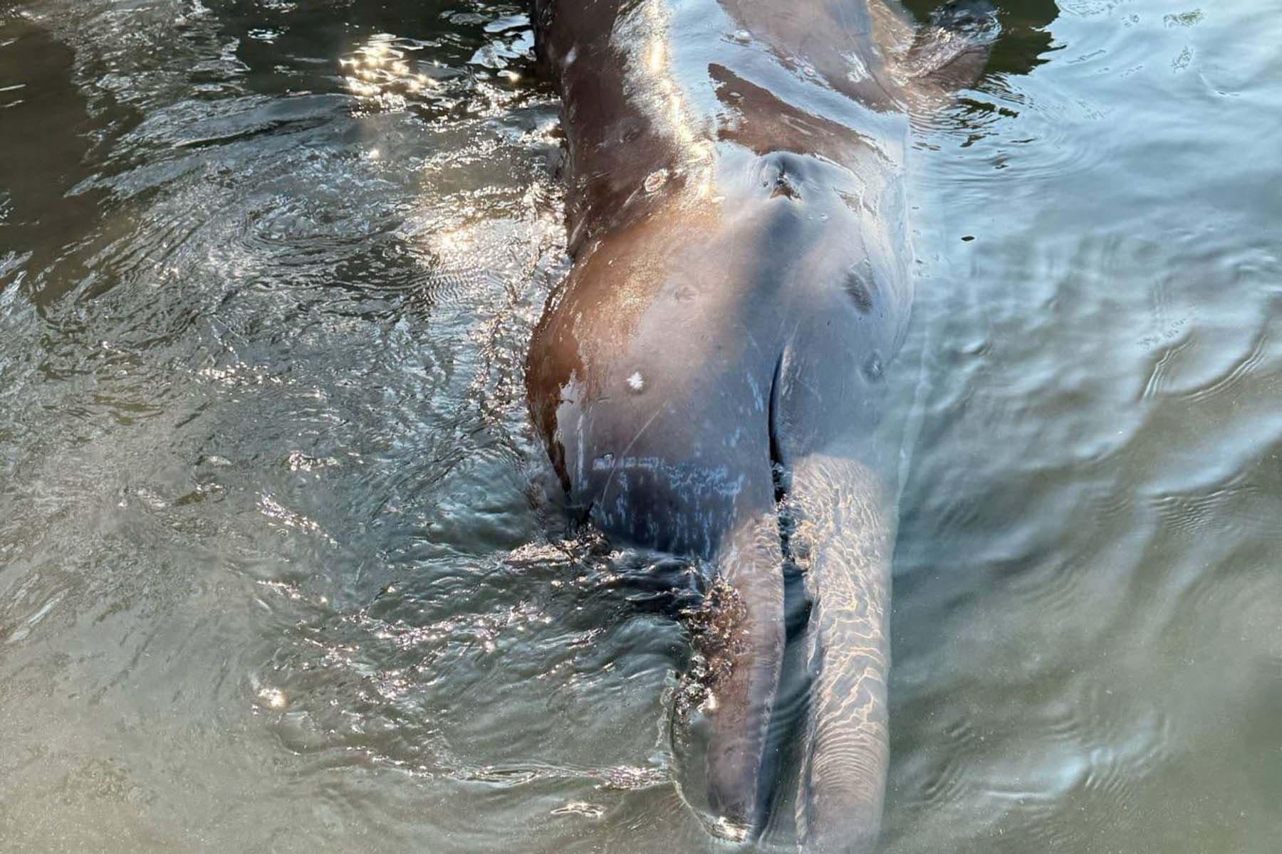 Австралийский ремнезуб. © Department of Marine and Coastal Resources