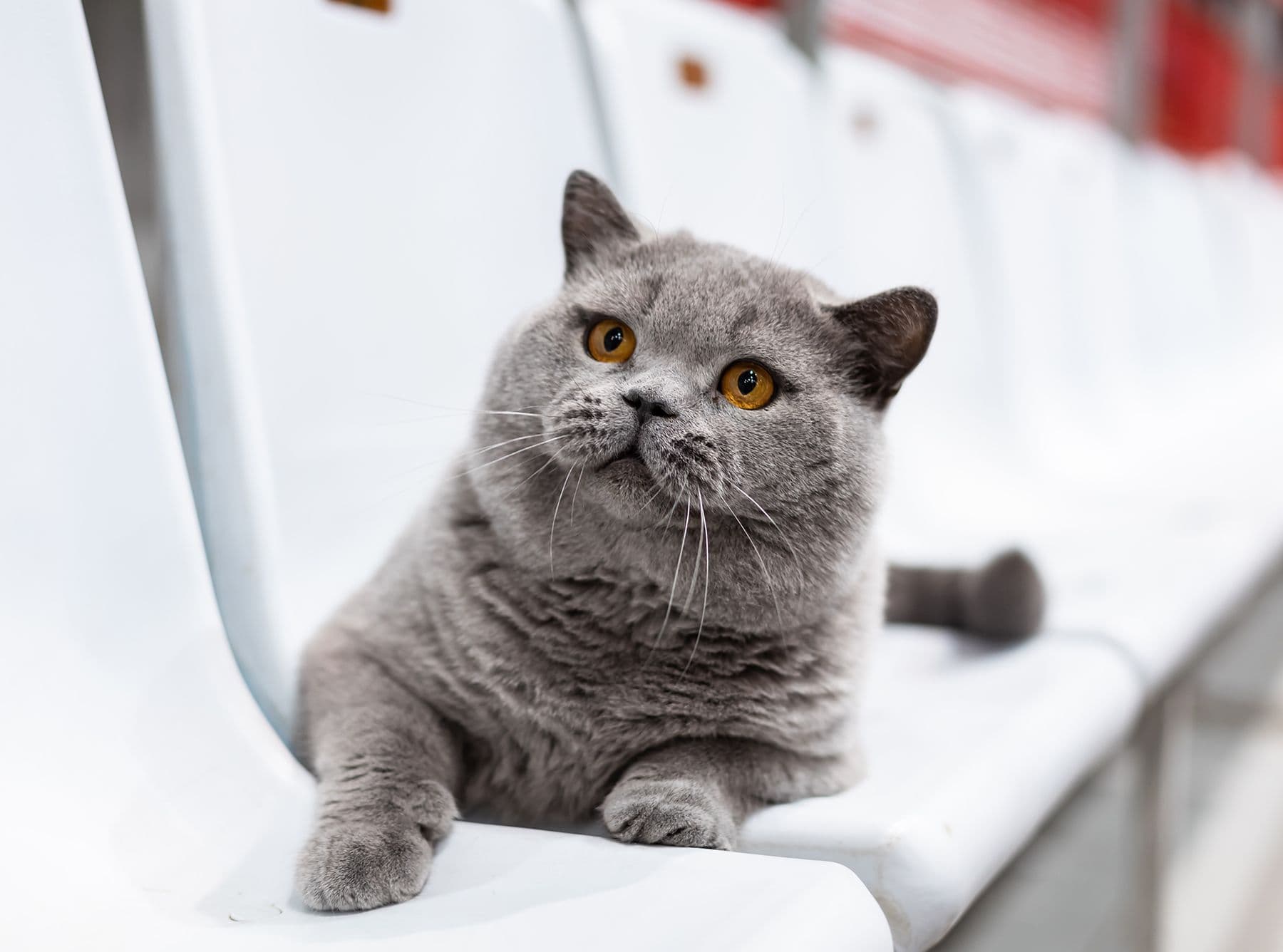 Британский короткошерстный кот Moki TarLen Luxury