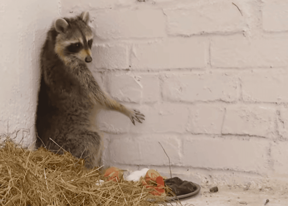 Енот Сеня в виварии Ошмянской райветстанции. Скриншот видео ОНТ