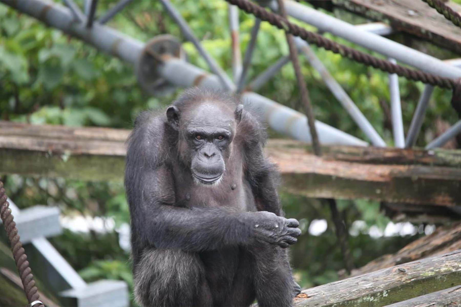 Шимпанзе Ай. © EHUB