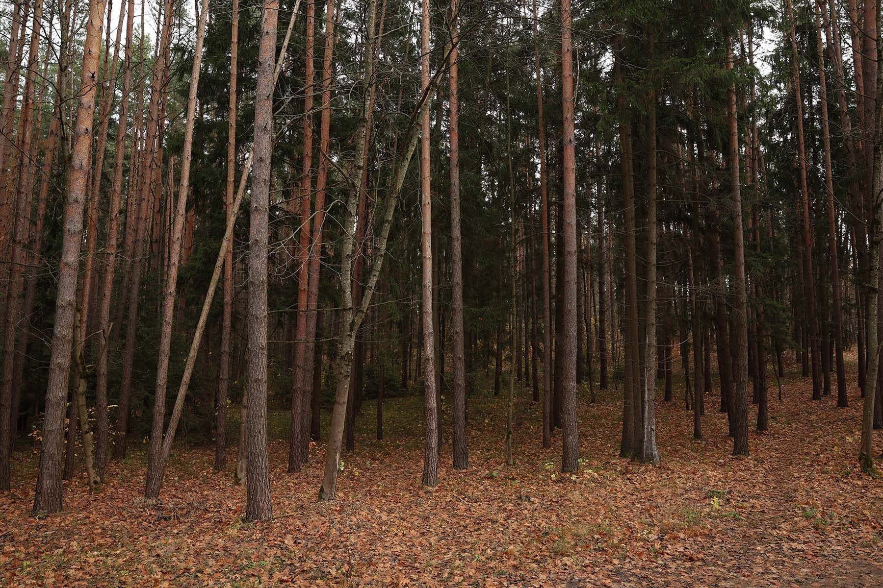 Фото: Павел Орловский, Times.by