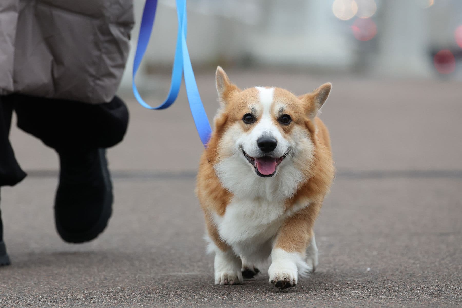 Собака породы корги