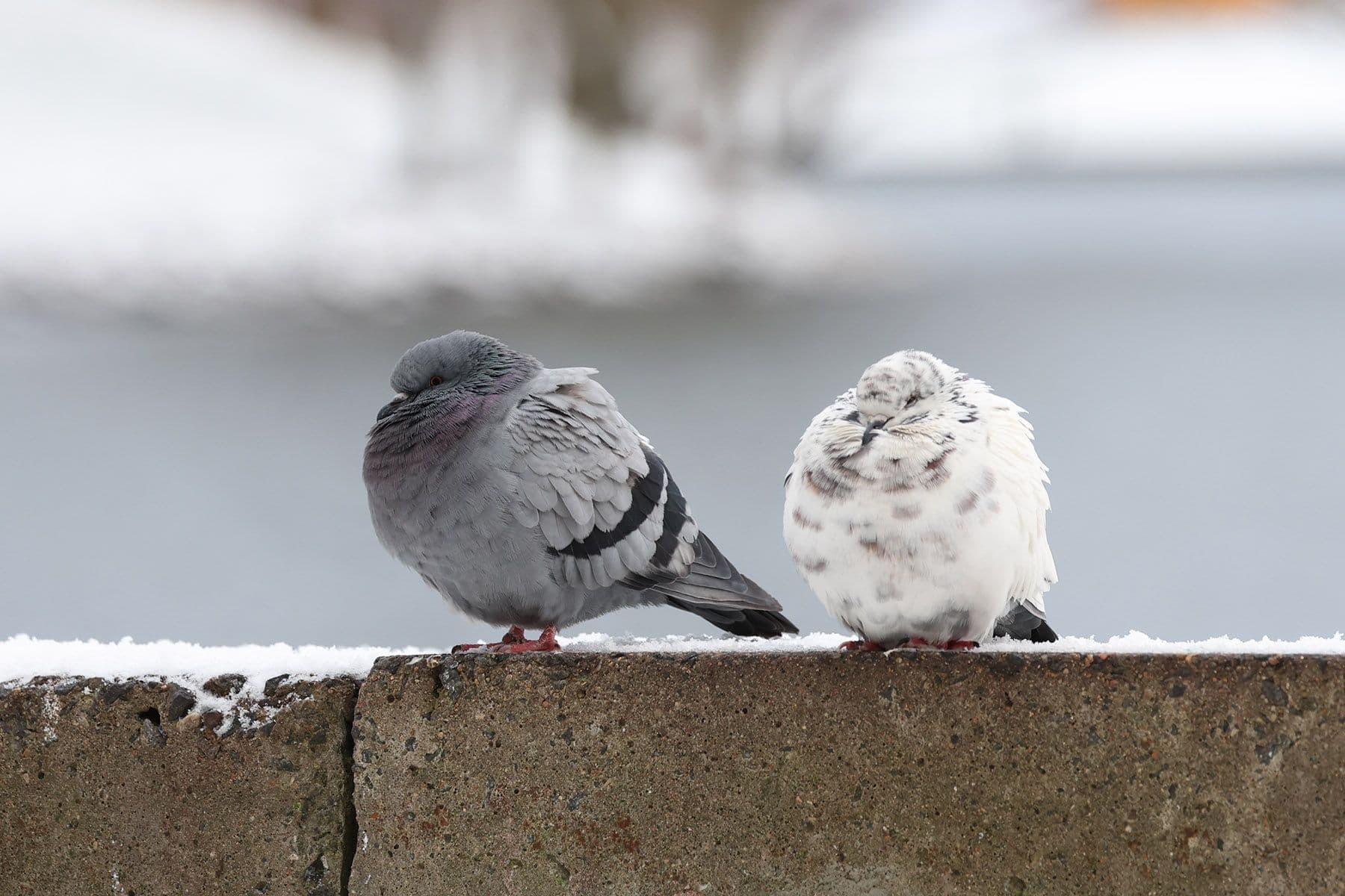 © Павел Орловский, Times.by
