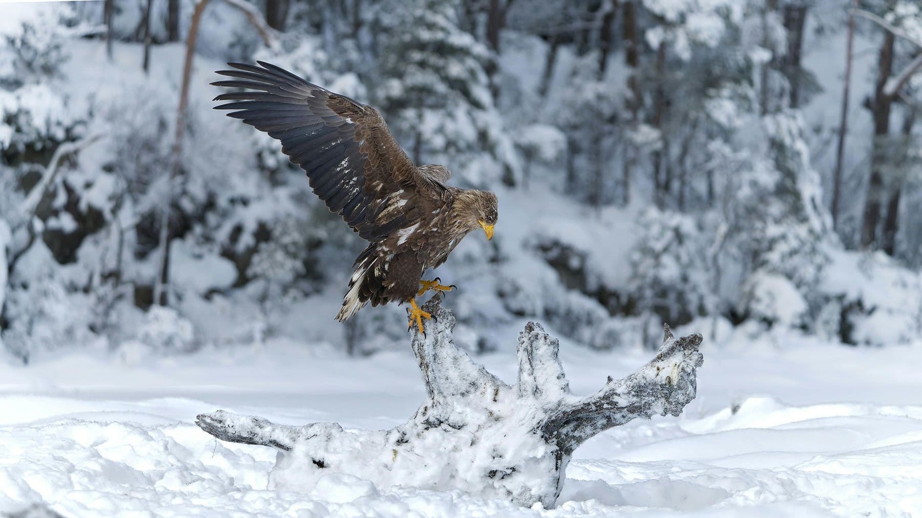 орлан-белохвост