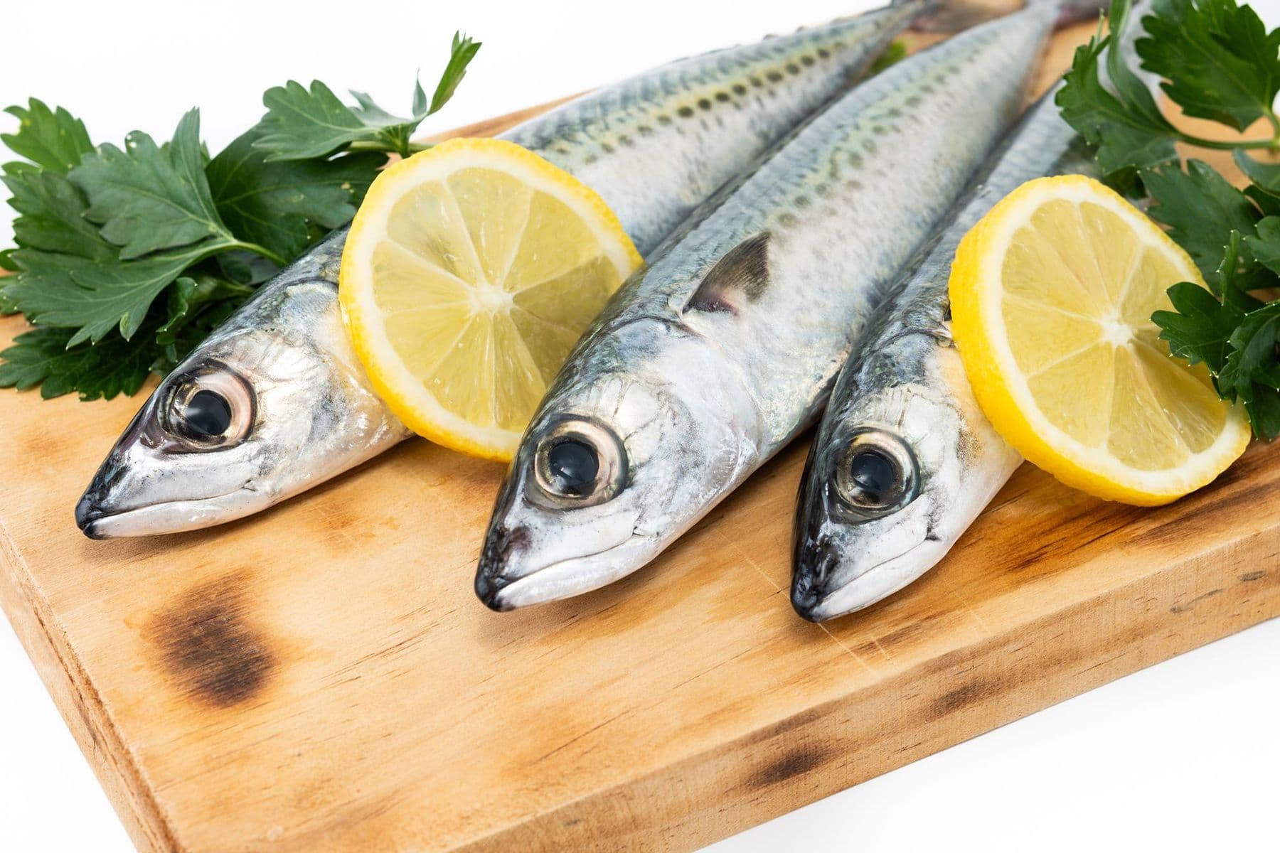 рыба скумбрия