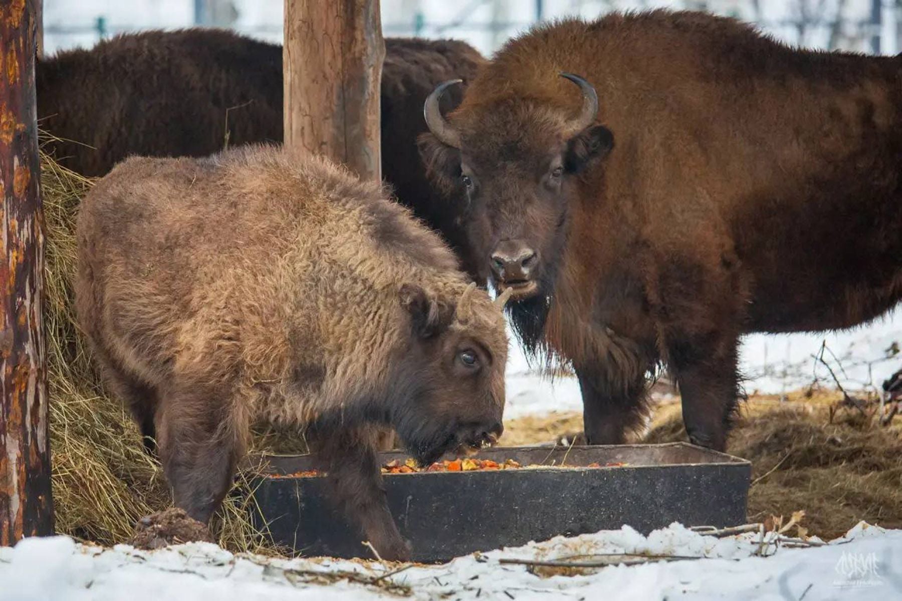 © Радий Хабиров, Telegram