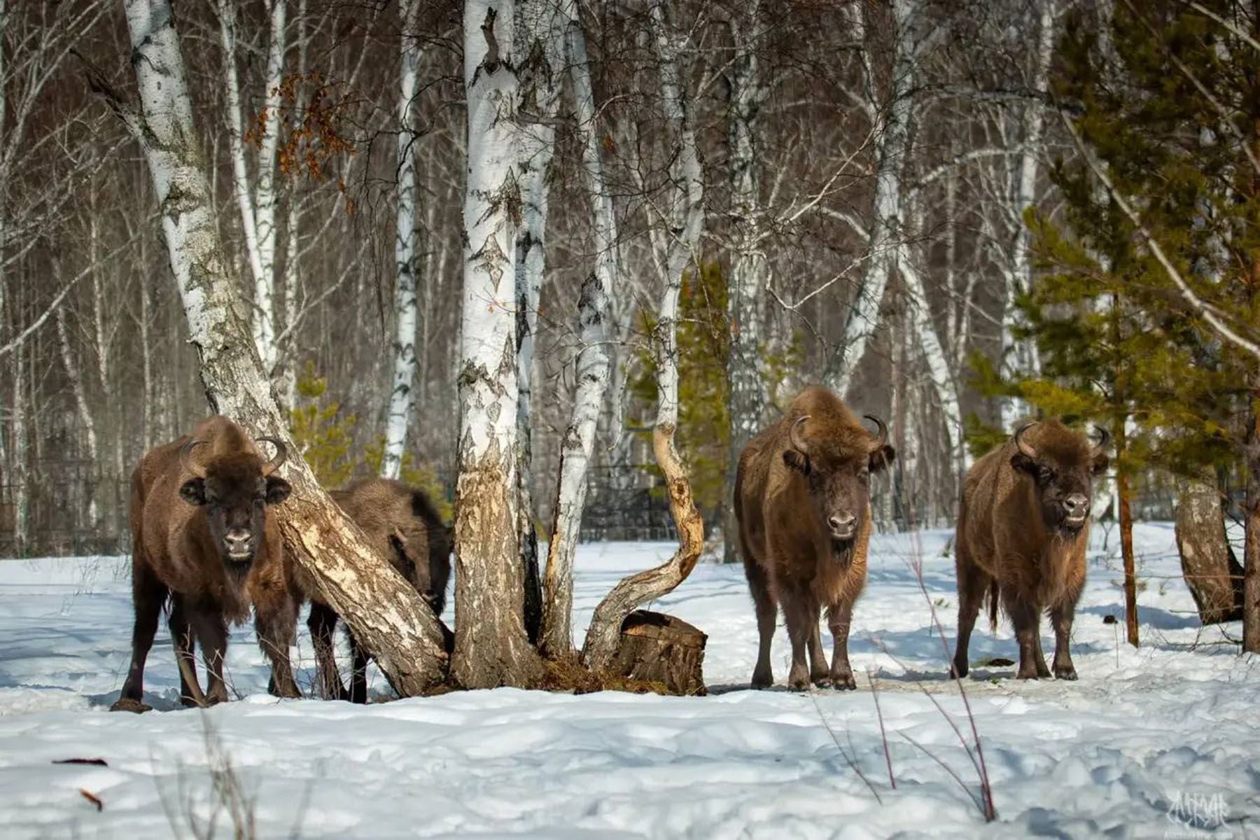 © Радий Хабиров, Telegram