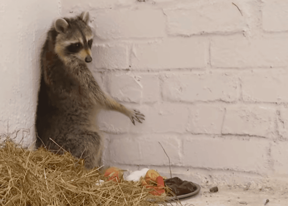 Енот Сеня в виварии Ошмянской райветстанции. Скриншот видео ОНТ