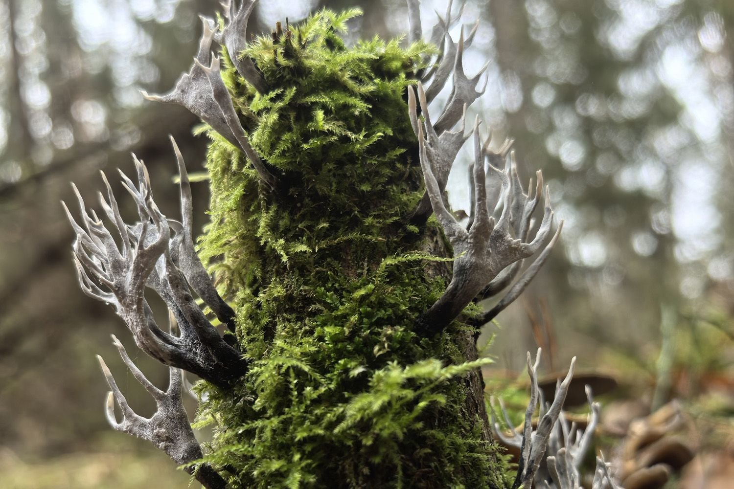 Оленьи рога. © Национальный парк Беловежская пуща