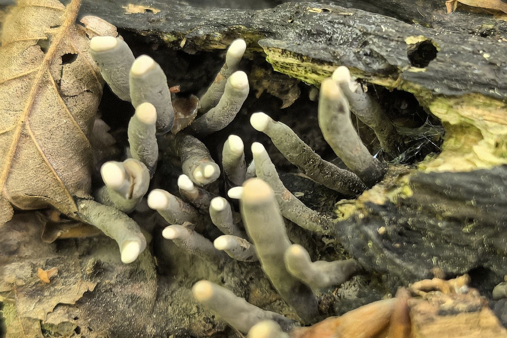 Пальцы мертвеца. © Национальный парк Беловежская пуща