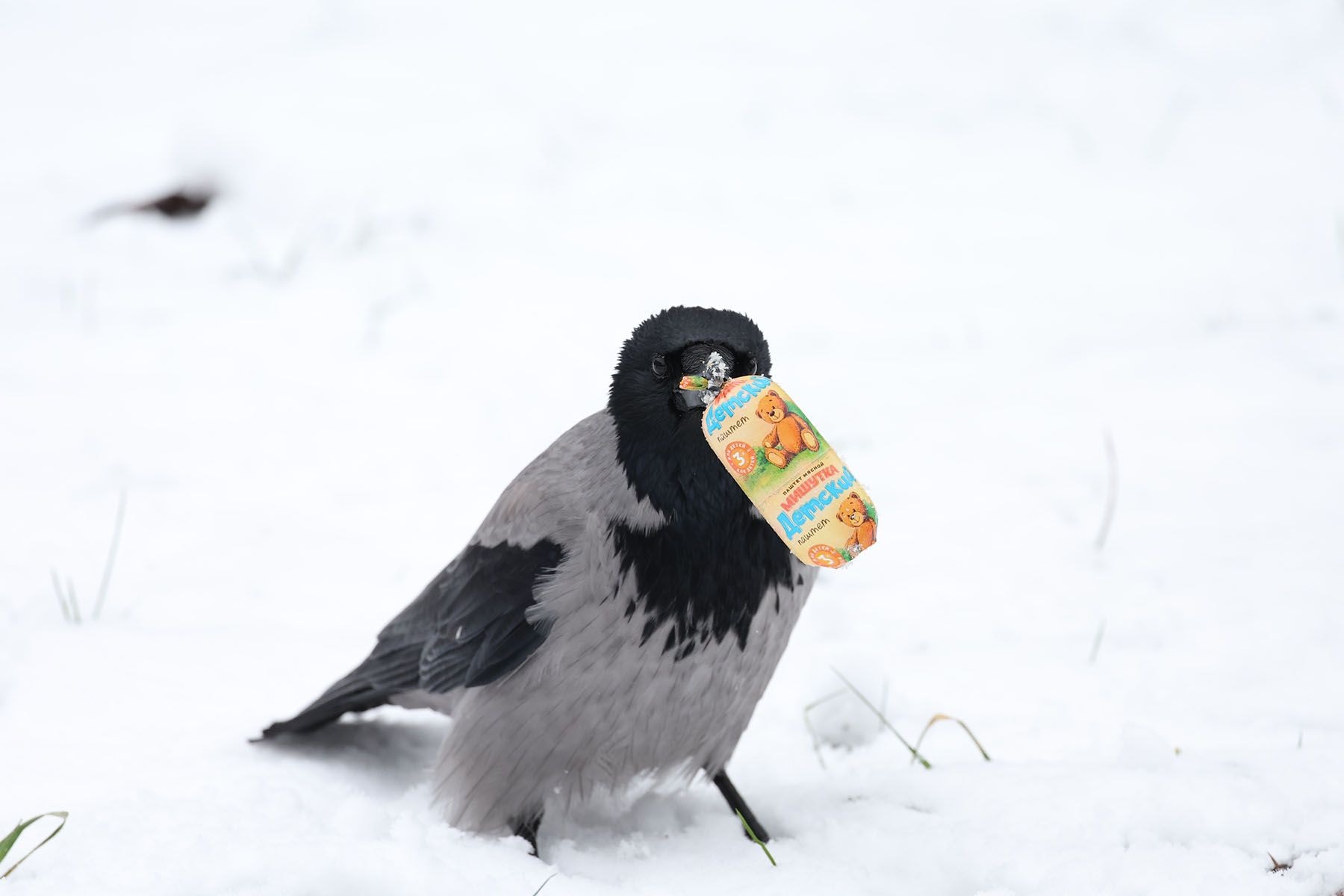 Ворона на снегу