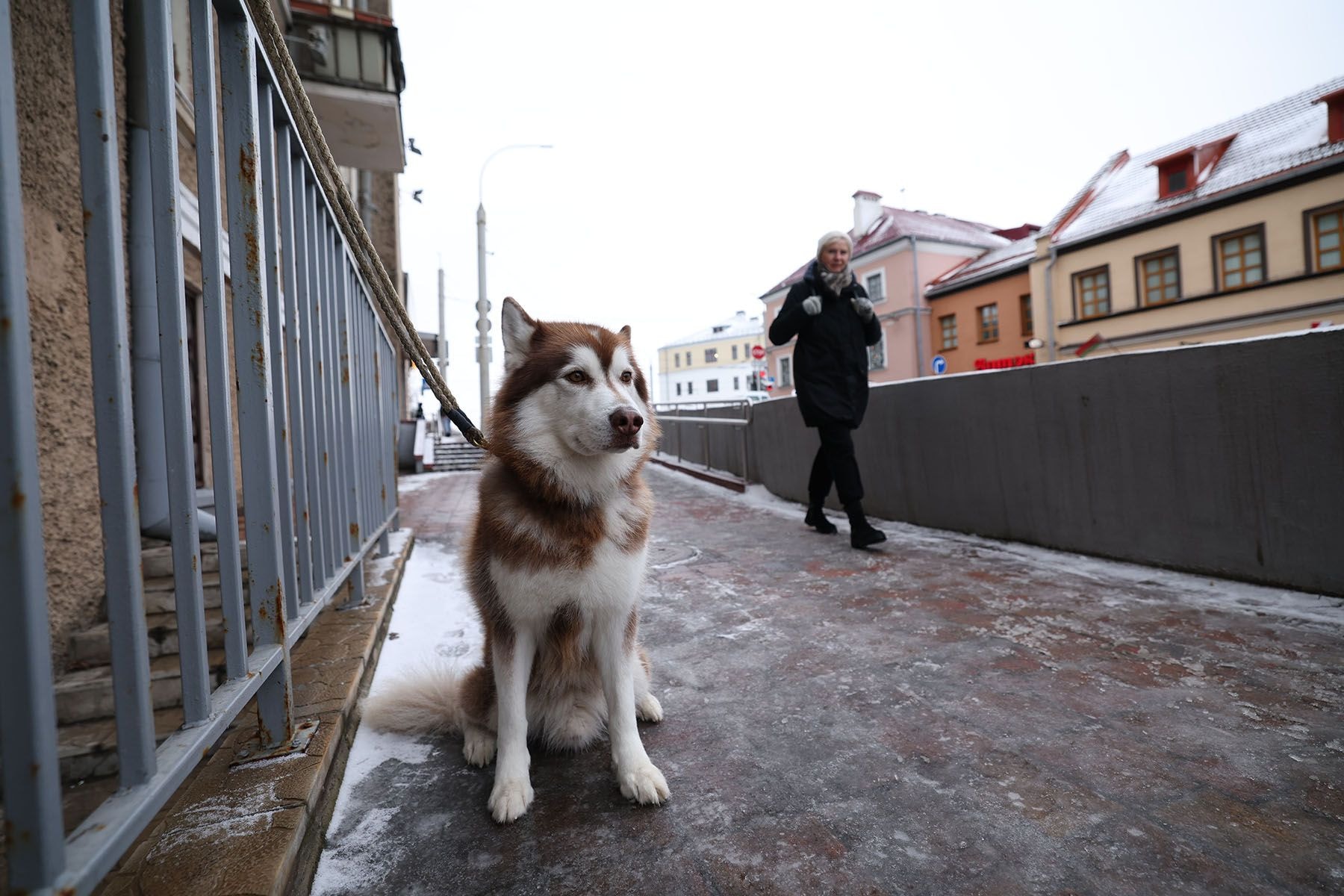 Собака на поводке
