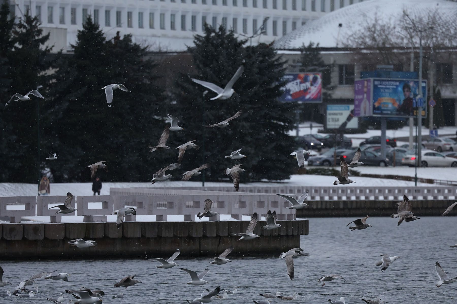 Птицы на Свислочи