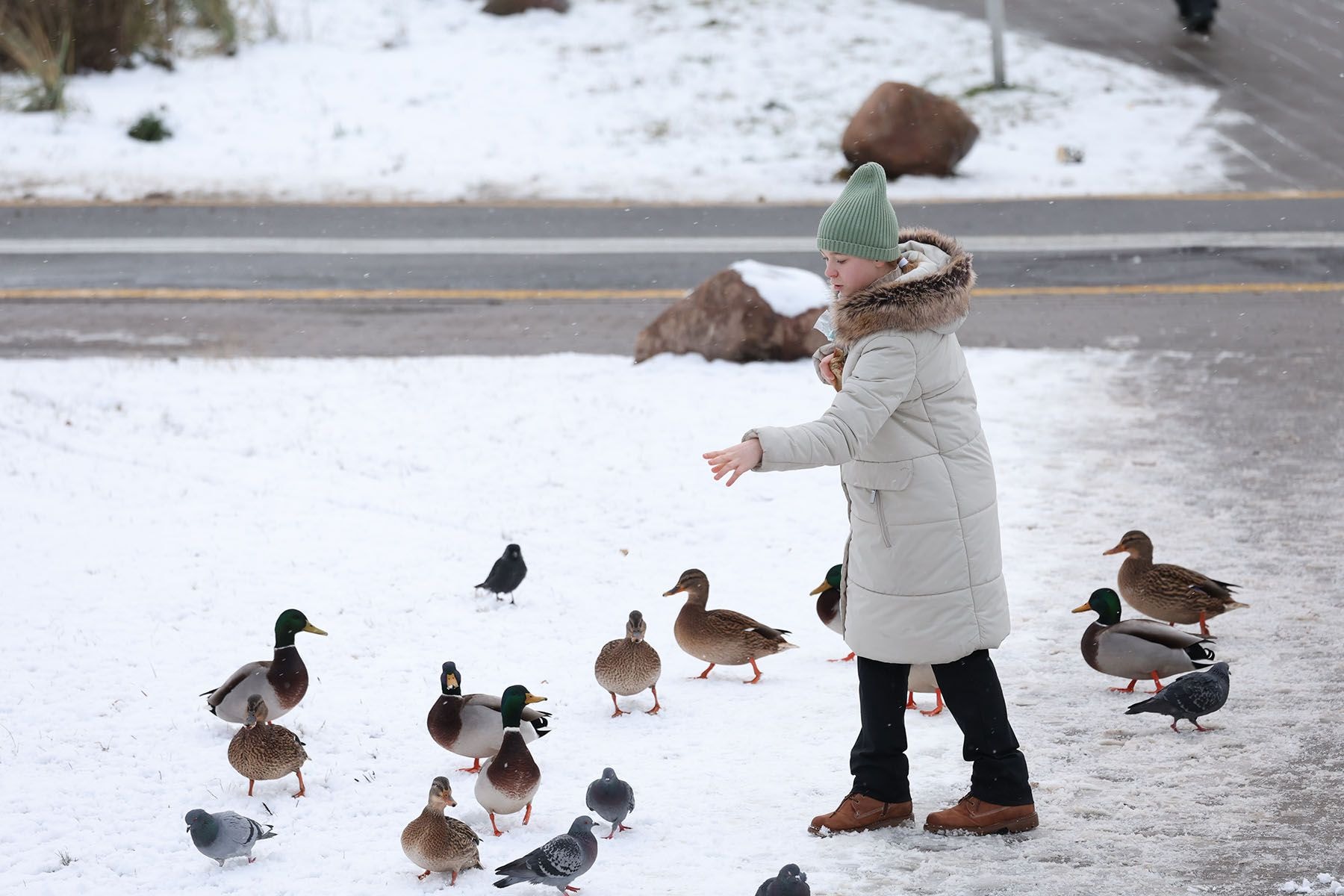 Девушка кормит птиц