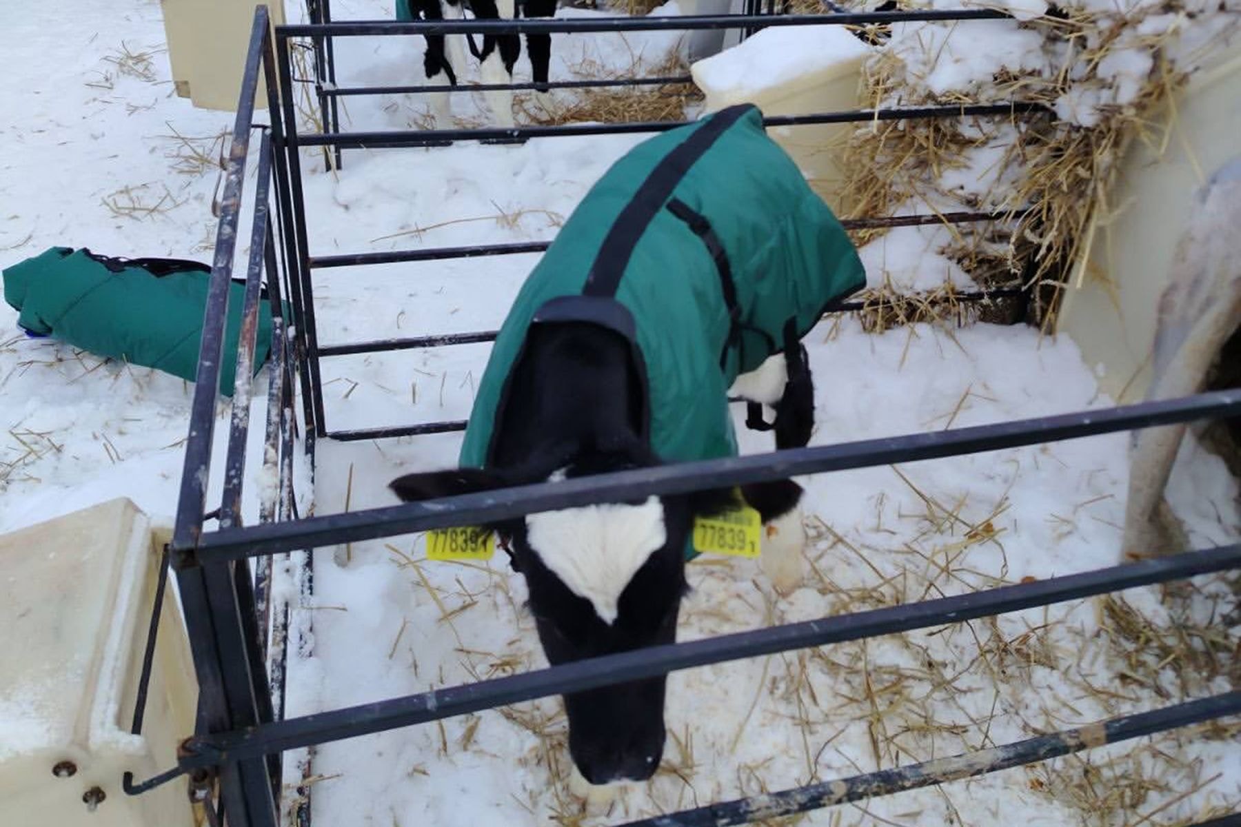 телята в комбинезонах