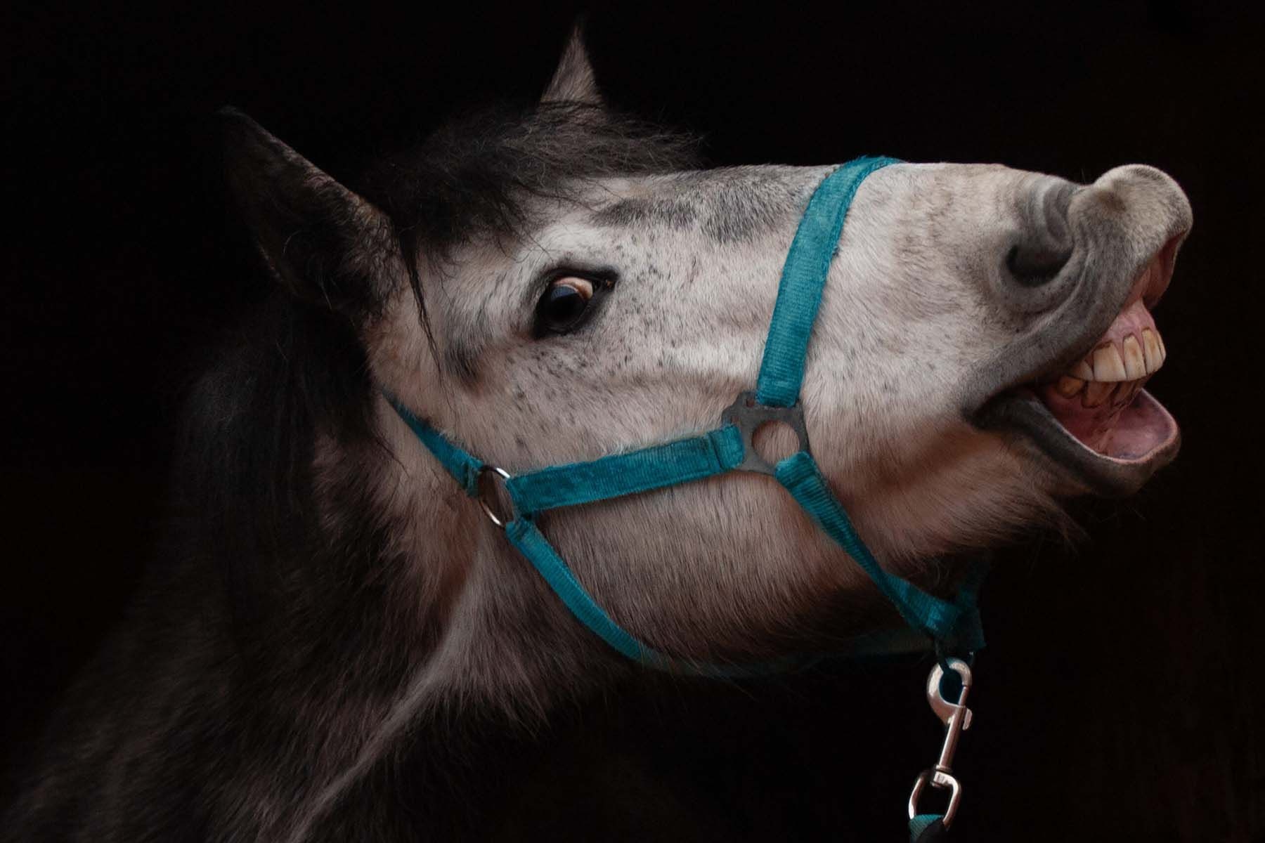 Лошадь Смолка. Фото: Минский зоопарк 