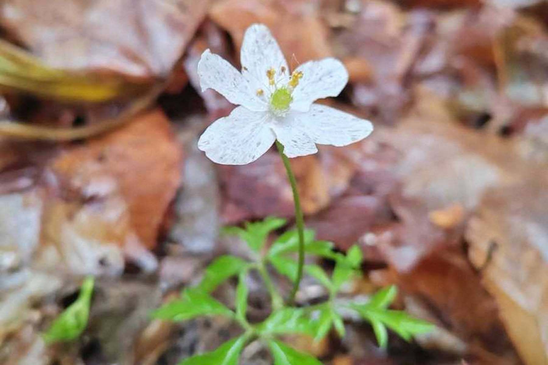 Фото: БЕЛОВЕЖСКАЯ ПУЩА, Telegram