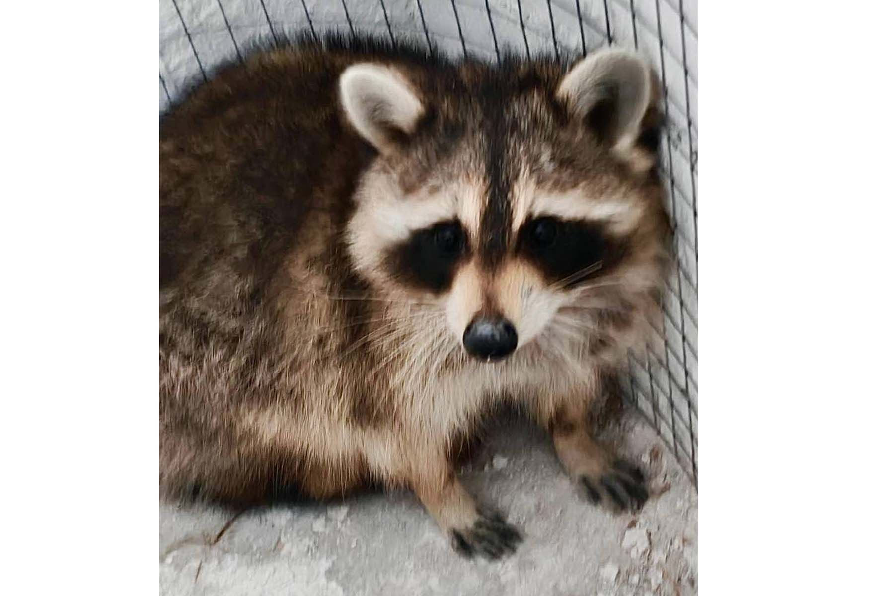 Енот-нелегал из США Сеня. © Таможенные органы Беларуси, Telegram