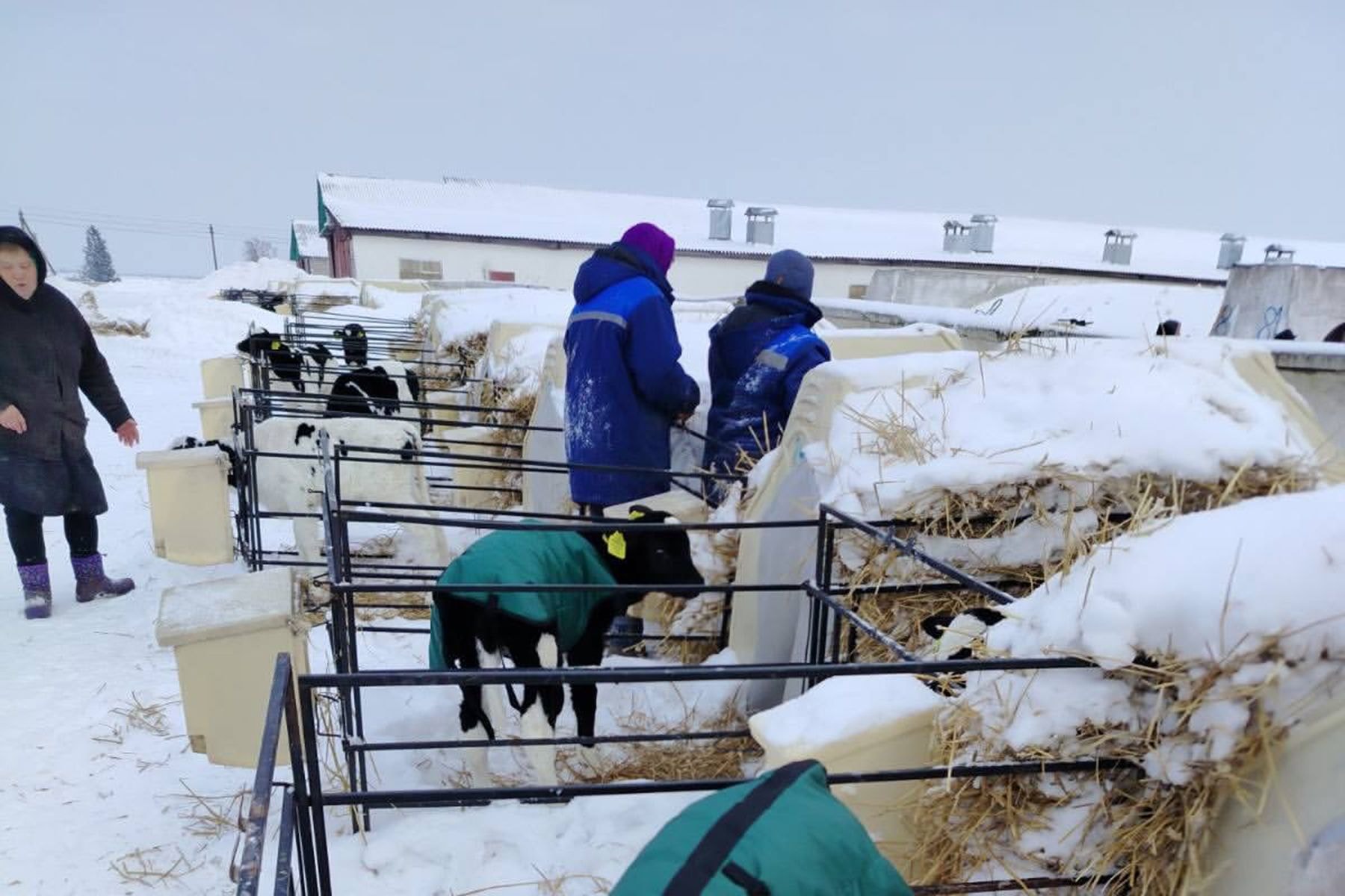 телята в курточках