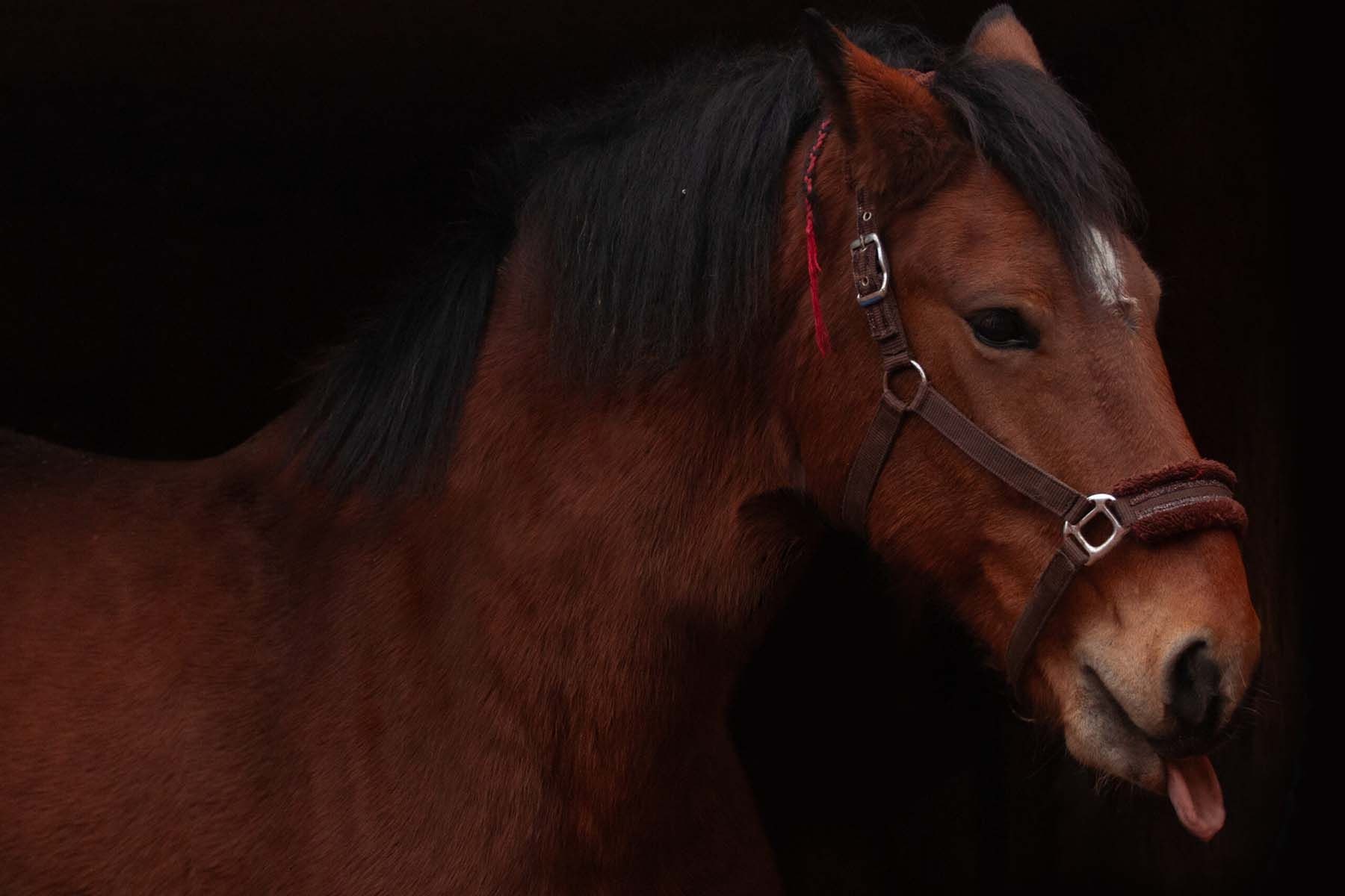 Лошадь Зара. Фото: Минский зоопарк 