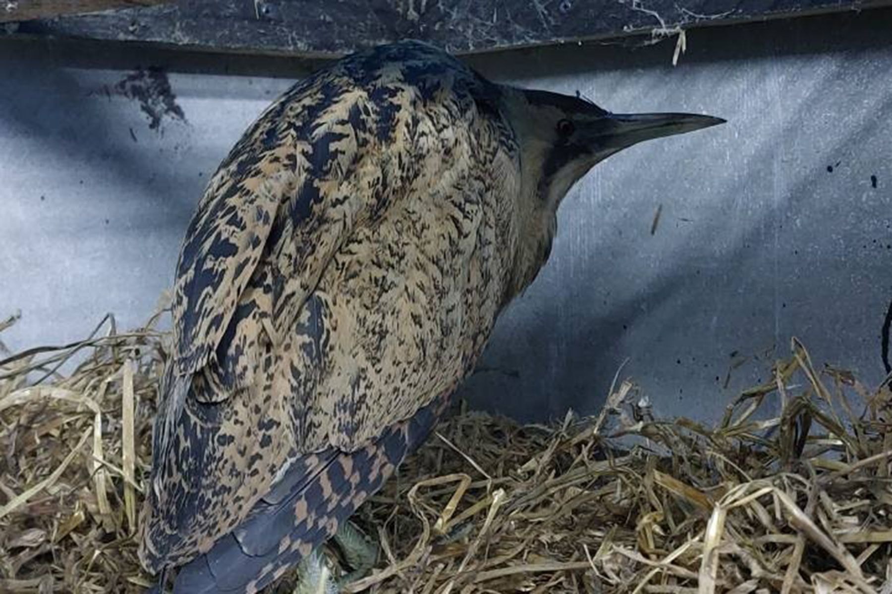 Большая выпь 