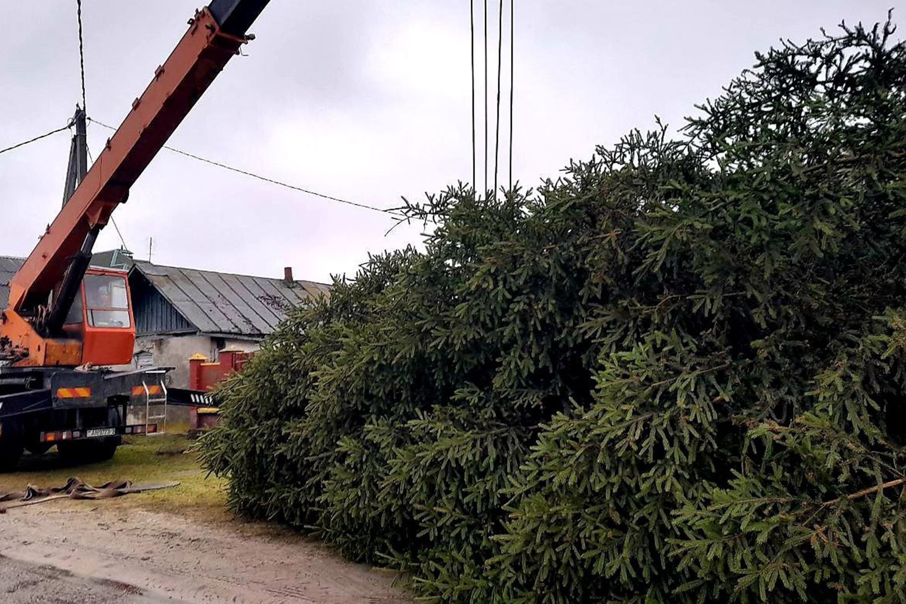 Елка в Добруше