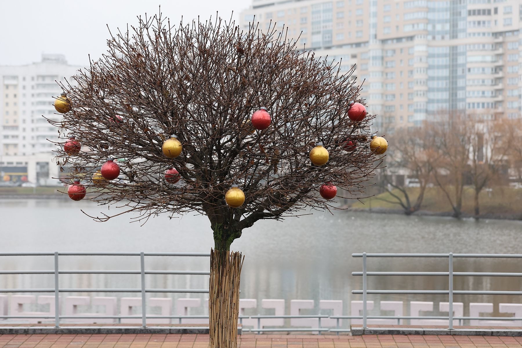 Елка у Дворца спорта