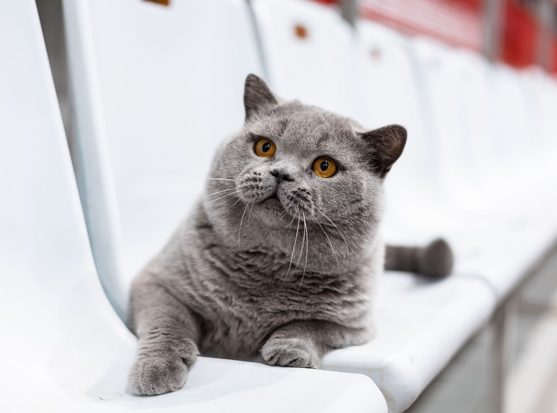 Британский короткошерстный кот Moki TarLen Luxury