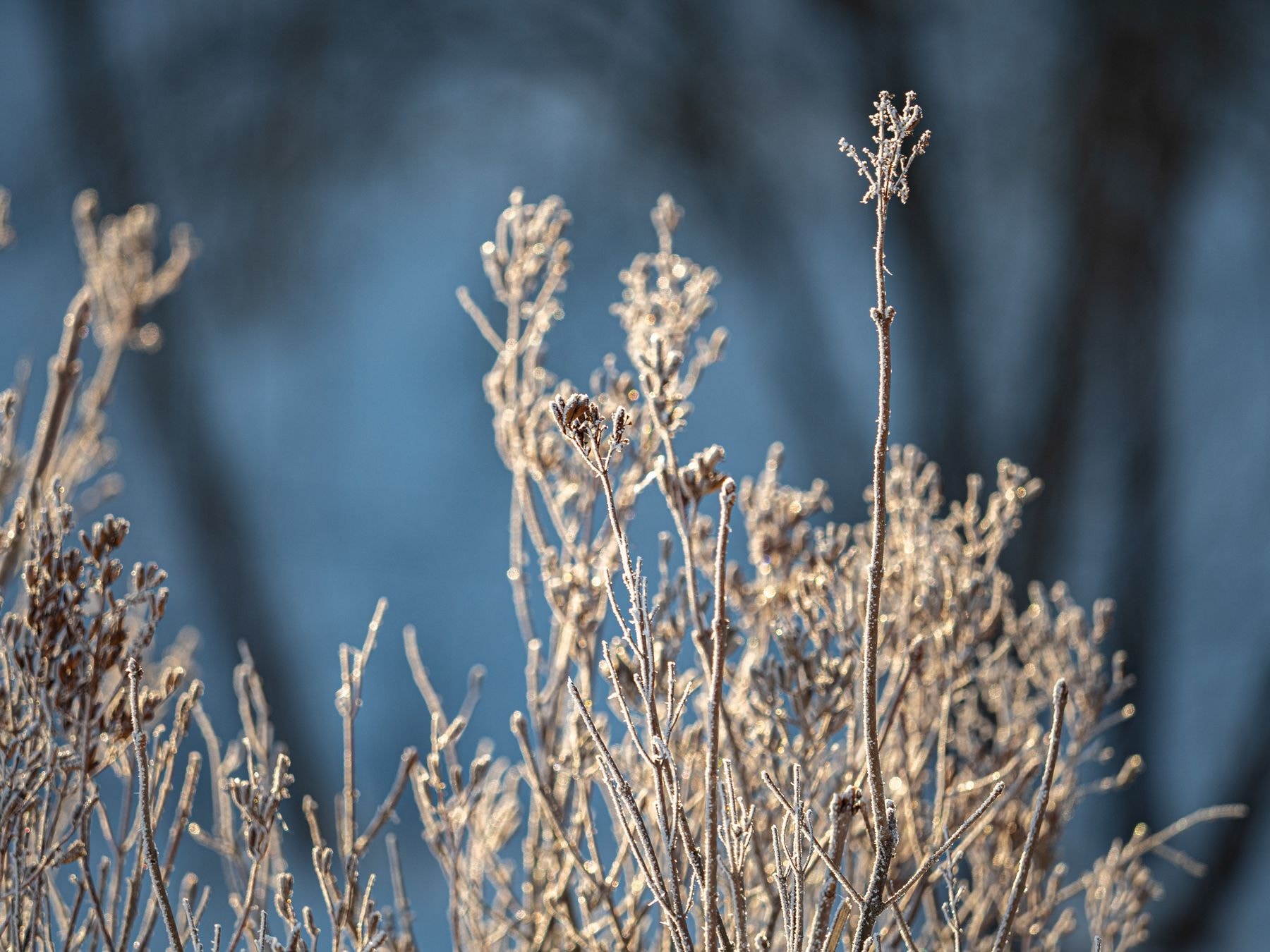 Покрытая инеем трава