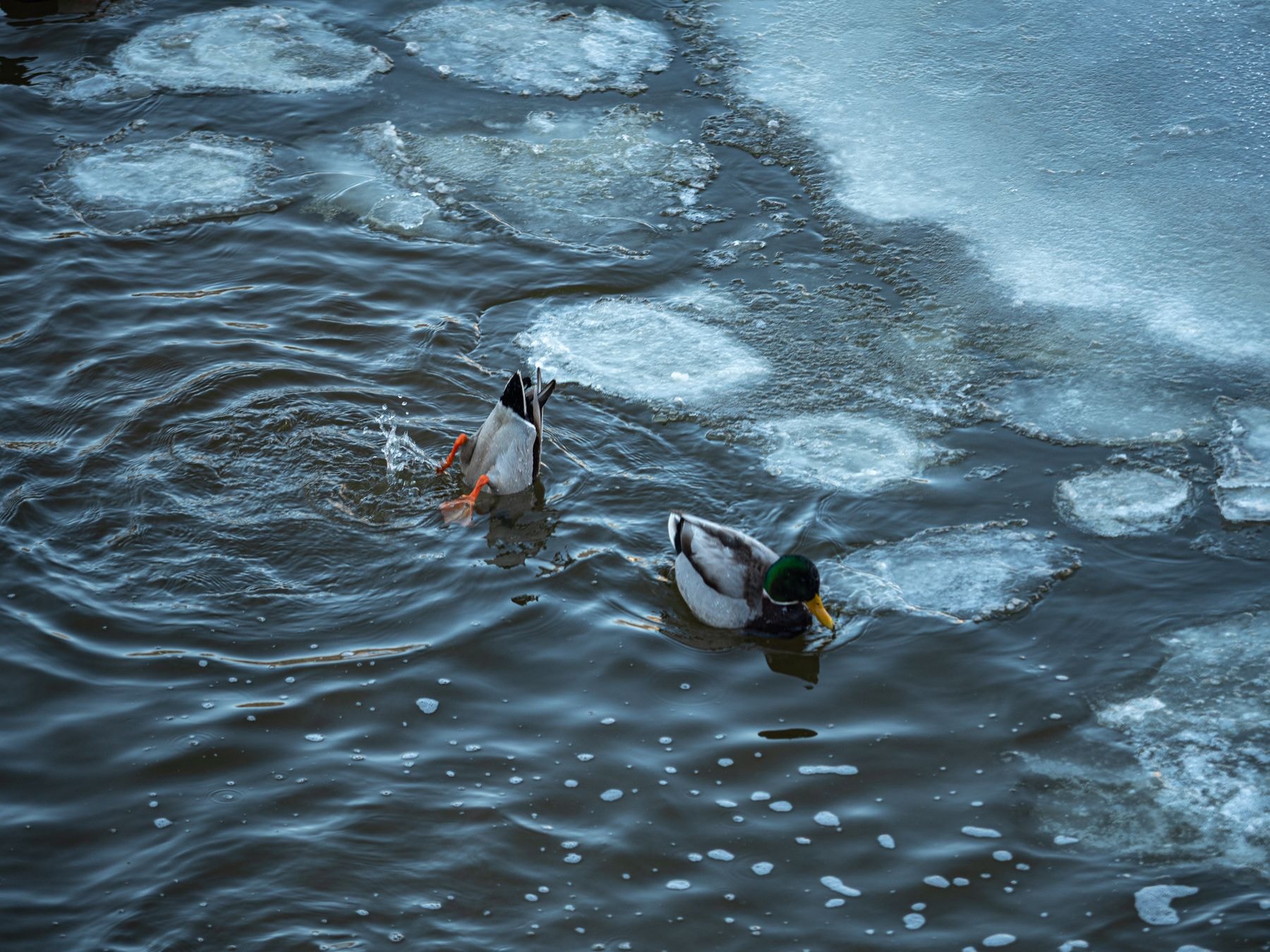 Утка и селезень