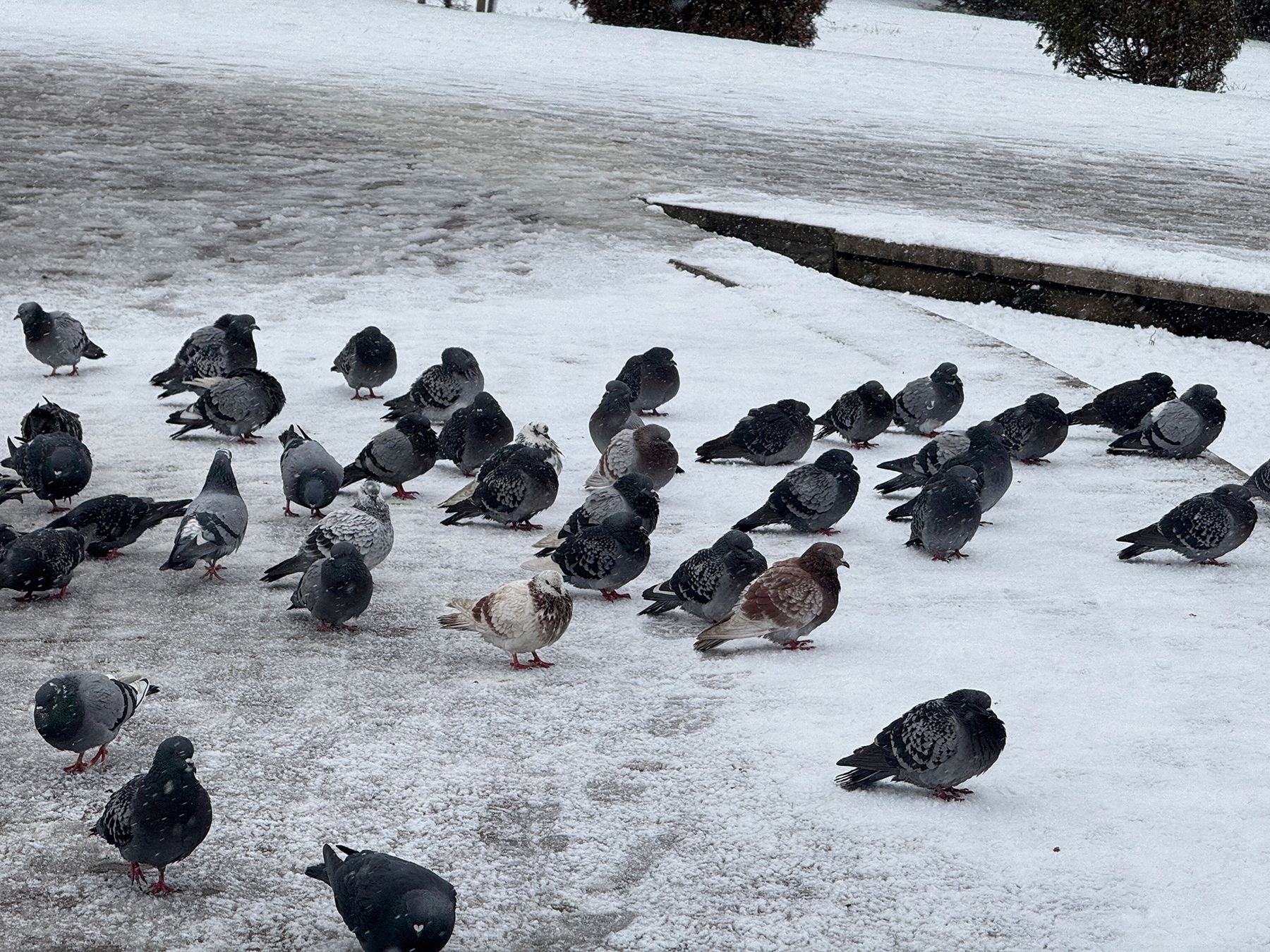 Голуби на снегу