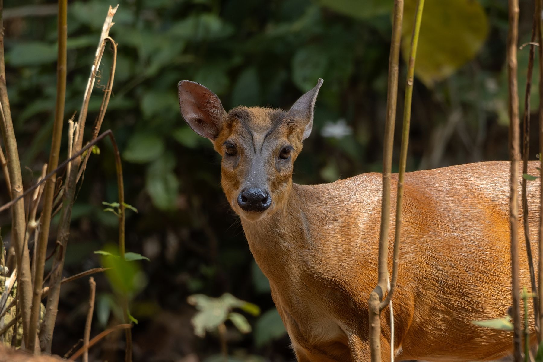 Мунтжак, архивное фото. 