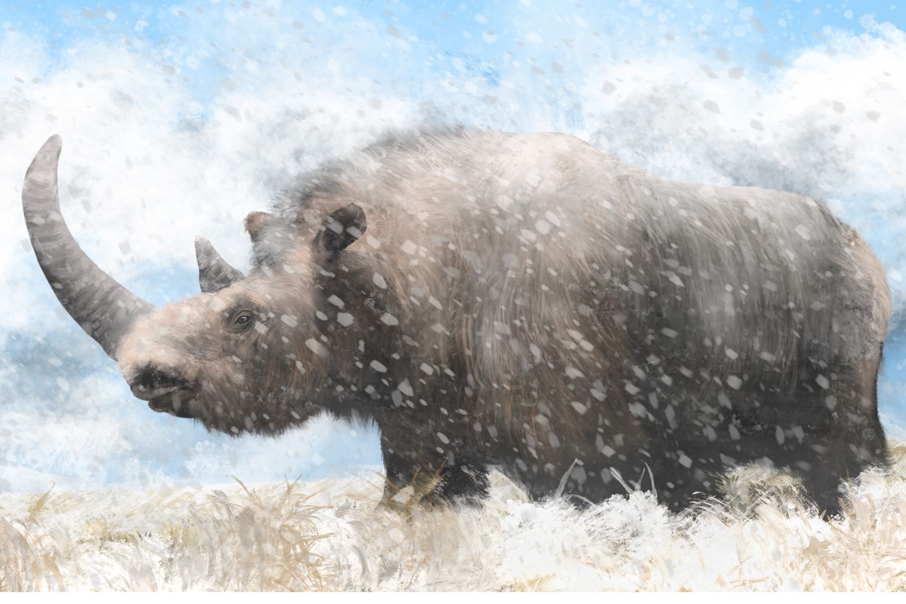 Древний шерстистый носорог