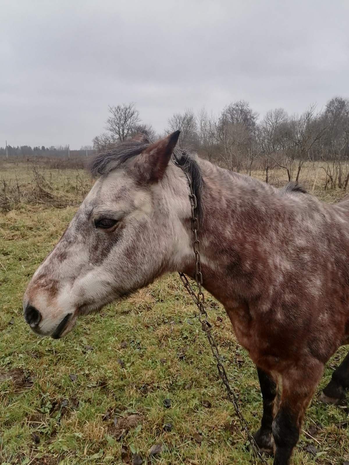 Лошадь на аукционе