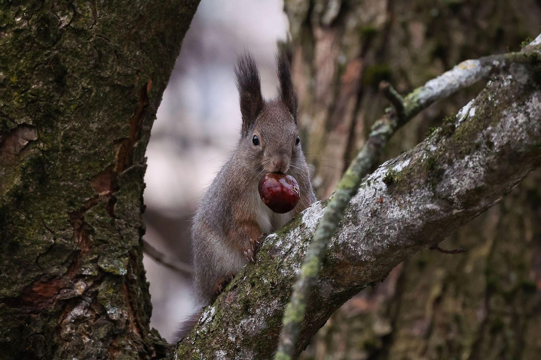 © Павел Орловский, Times.by