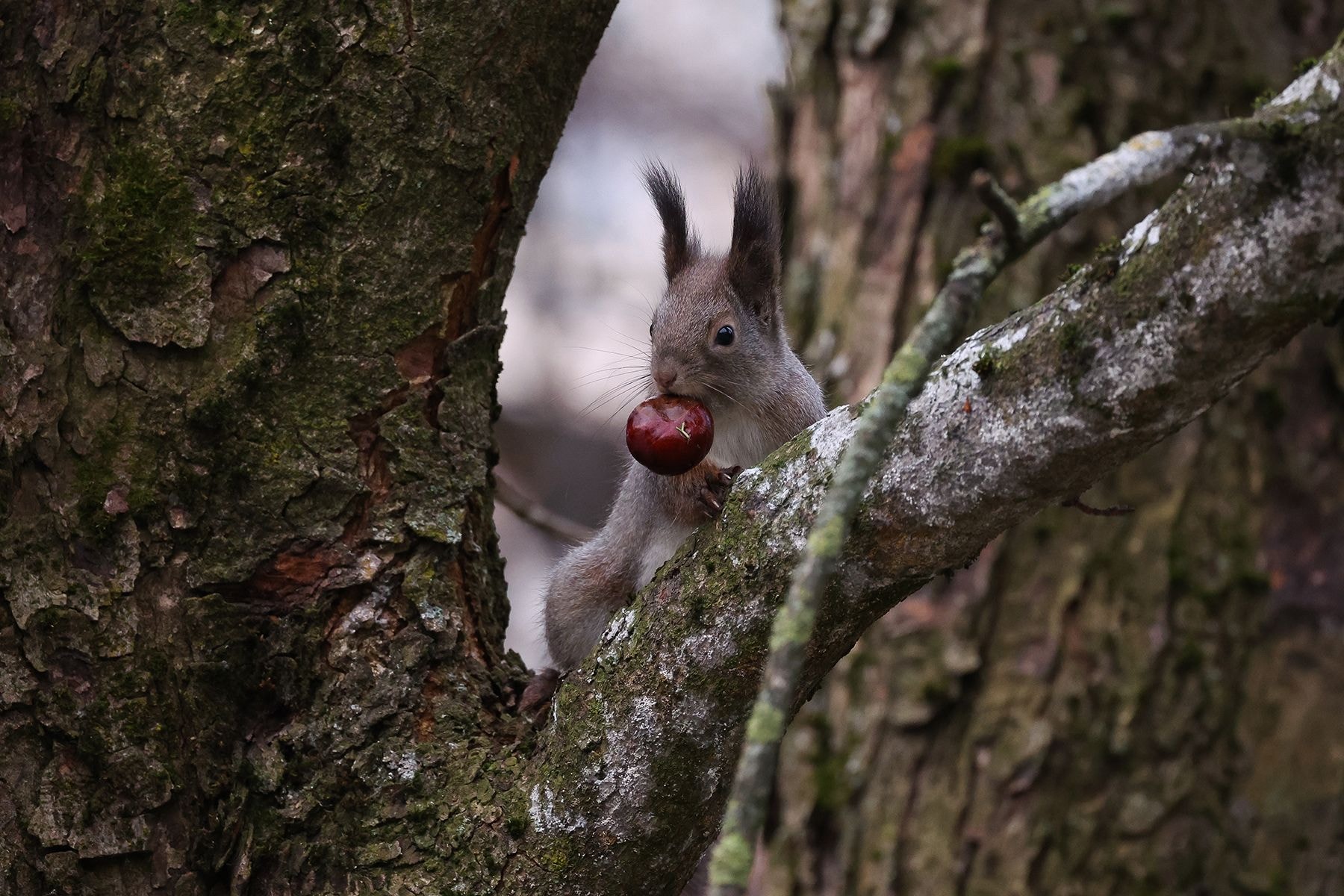 Парк Горького в Минске. © Павел Орловский, Times.by