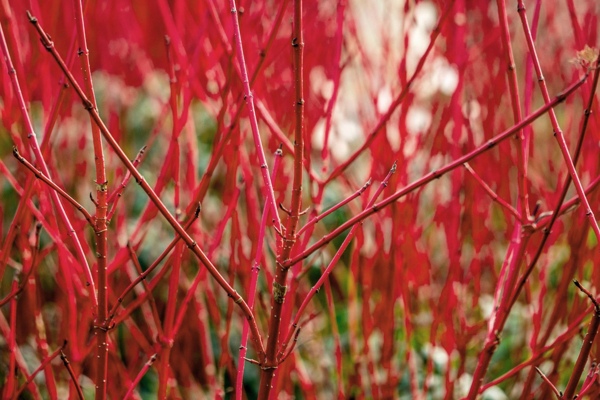 Дерен Midwinter Fire. © CARAGH NURSERIES