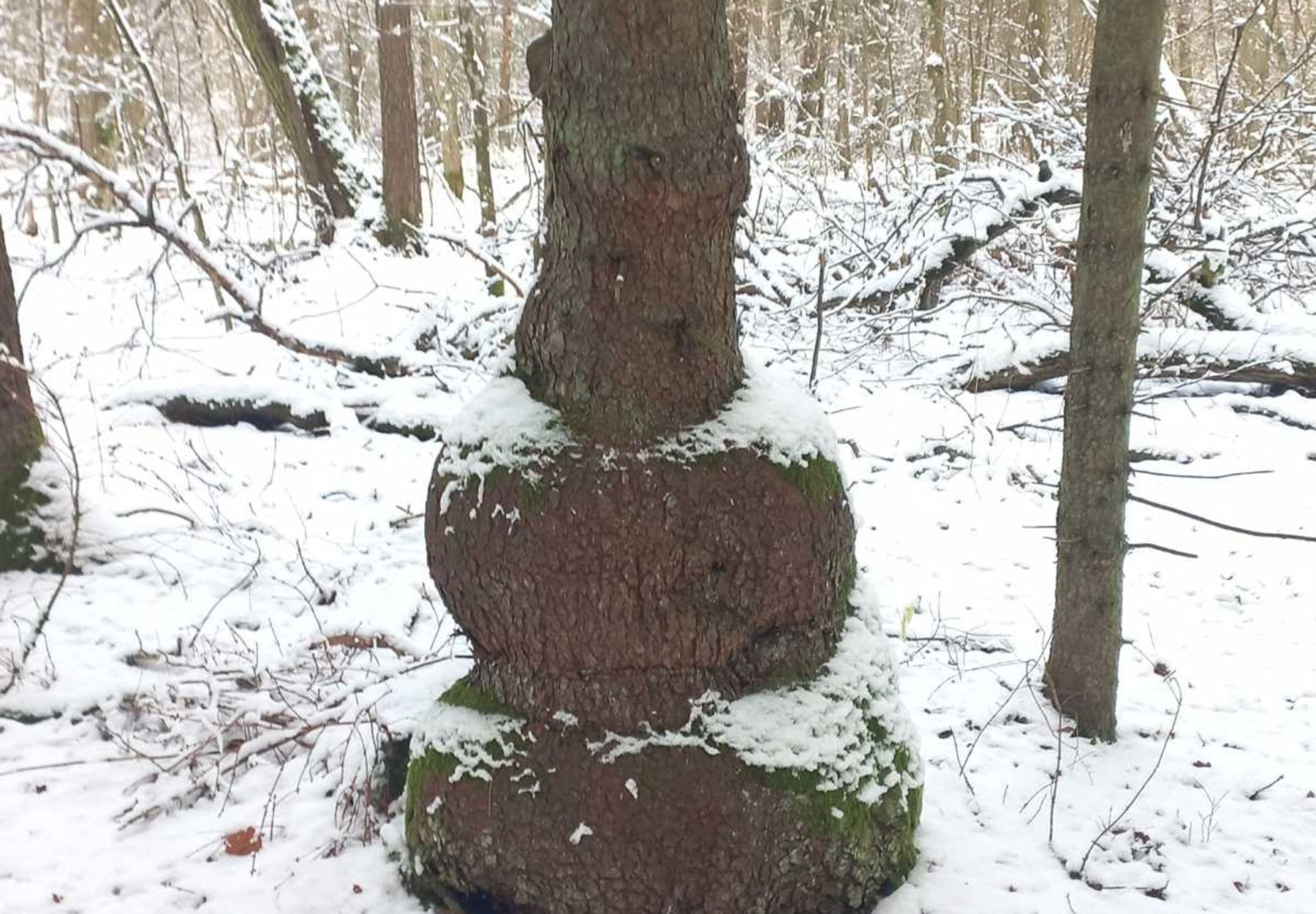 ель-матрешка